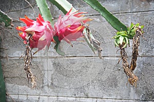 Dragon fruit on tree