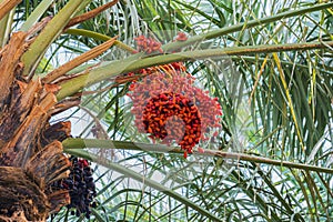 Close up of red dates hanging in palm trees of the Oulad Othmane oasis