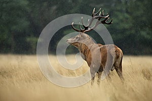Red deer stag in the falling rain