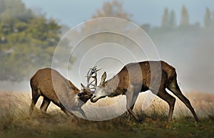 Red deer fighting during rutting season photo