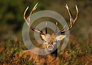 Close up of a red deer stag