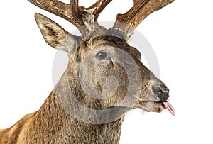 Close-up of a Red deer stag