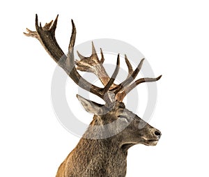 Close-up of a Red deer stag