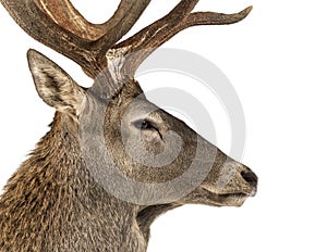 Close-up of a Red deer stag