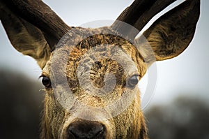 Close up of red deer stag