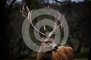 Close up of red deer stag