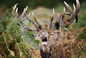 Close up of a red deer stag bellowing