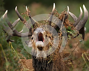 Close up of a red deer stag bellowing