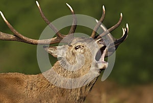 Close-up of a red deer stag bellowing in autumn