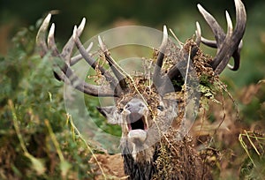 Close up of a red deer stag bellowing photo