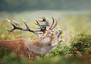 Close up of a Red deer stag calling