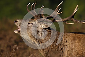 Red deer stag calling during rutting season in autumn