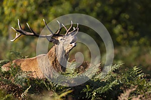 Red deer stag calling during rutting season in autumn