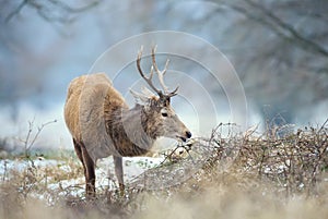 Close up of a Red deer stag eating in winter