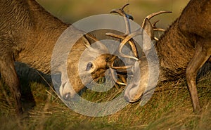 Close-up of Red deer stag fight
