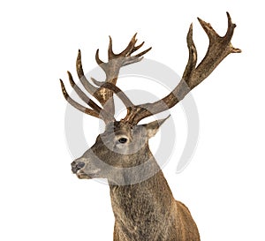 Close-up of a Red deer stag photo