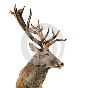 Close-up of a Red deer stag photo