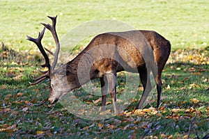 Close up of a Red Deer stag grazing in the shadow of a tree