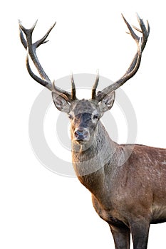 Close-up red deer stag head with antlers in summer isolated on white background
