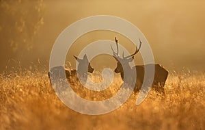 Red Deer stag and hind during rutting season at sunrise