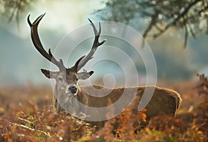 Close-up of a red deer stag with an injured ear