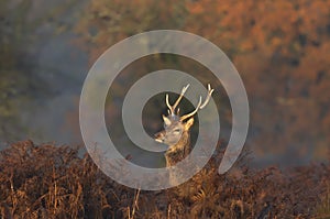 Close-up of red deer stag in the morning mist