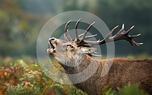 Close up of a red deer stag roaring