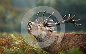 Close up of a red deer stag roaring photo