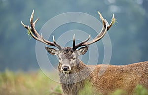 Close-up of a red deer stag during rutting season