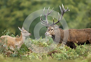 Red deer stag with a hind during rutting season