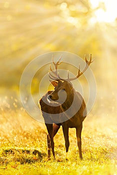 Close up of a Red Deer stag at sunrise