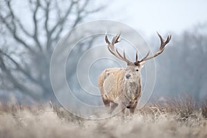 Close-up of a red deer stag in winter