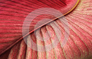 Close up Red detail of leaf texture