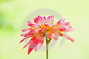 Close Up of Red Dhalia Flower