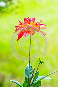 Close Up of Red Dhalia Flower
