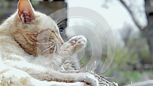 Close-up of a red domestic cat, licking her paws and washing her face in the hay on a warm summer day. Peacefully