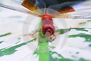 Close up red dragonfly catching on green with white leaf nature insect outdoor macro background