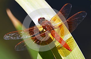 Red dragonfly on leaf