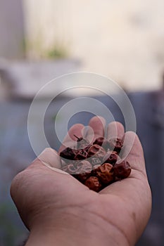 Close Up of Red dried jujube in hand also known as Chinese date, ber, Chinee apple, jujube, Indian plum, Regi pandu, Indian jujube