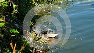 Close-up red - eared big turtle basking at sun on stones near pond in park.