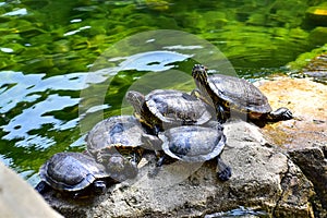 Close-up of Red-eared slider sunbathing on the rocks in the pool. Tortoise in the public park with water.