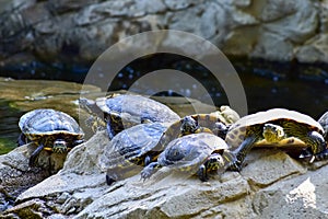 Close-up of Red-eared slider sunbathing on the rocks in the pool. Tortoise in the public park with water.