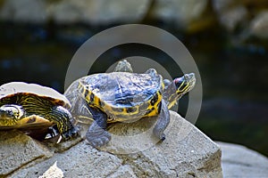 Close-up of Red-eared slider sunbathing on the rocks in the pool. Tortoise in the public park with water.