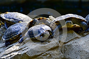 Close-up of Red-eared slider sunbathing on the rocks in the pool. Tortoise in the public park with water.