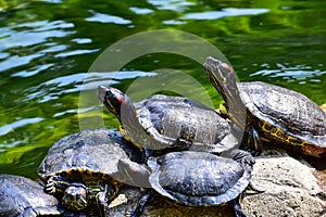 Close-up of Red-eared slider sunbathing on the rocks in the pool. Tortoise in the public park with water.