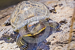 Close up of Red-eared Slider Trachemys scripta elegans turtle sunbathing, California