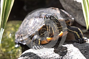 Close up of red-eared slider turtle