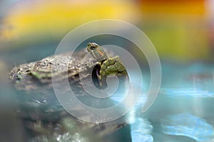 Close-up of a Red-eared slider turtle clinging to a rock on a colorful background.