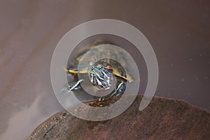 Close up the Red-eared slider turtle is pet and stay on the water