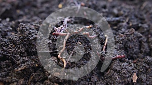 Close up of red earthworms inside fertile organic garden soil